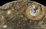 Fossil Orthoceras & Goniatite Plate - Stoneware #40529-1
